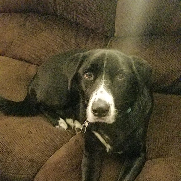 Meet your Posher, Brittney - Picture 1 of 1